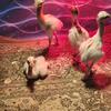 Rhea chicks 