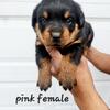 AKC female Rottweilers