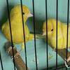 2025 Yellow Canaries 