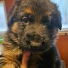 German Shepherd Litter coming soon, Top Import lines  (trained service dog)