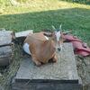 Nigerian dwarf goat doelings