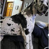 AKC Great Dane Stud Service