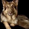 AKC LIVER AND TANAKC LONGOCAT GERMAN SHEPHERD AVAILABLE FOR STUD SERVICE