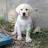 GORGEOUS blocky AKC Lab male pup READY NOW