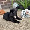 Meet Sprinkles! Female French Bulldog