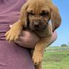 English Mastiff/bloodhound mix puppies