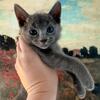 Russian Blue Kittens purebred 