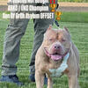 STANDARD & XL ABKC AMERICAN BULLIES, Stud Services, & Puppies Available 