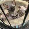 I have THREE Canadian Sphynx kittens, 1 boy, 2 girls. 1,5 months old. VACCINATED. SOLD