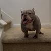 American Bully