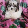 Teacup Yorkie 