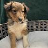 Shetland Sheepdog puppies!