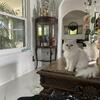 Persian white kittens