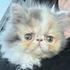 Persian kittens many colors available