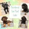 Stunning Purebred AKC Tan Point Labrador Retriever Puppies 