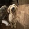 Female Goldendoodle