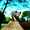 Female Elf Kitten - Adopted - Hairless Sphynx Elf Bambino & Dwelf Kittens - Sphynxking.COm