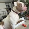 6 month old female American bulldog 