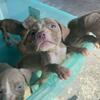 Puppies for sale