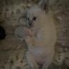 MORE AVAILABLE SOLD “Booklyn” Kats ravishing ragdolls 