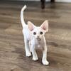 White Male Devon Rex Kitten