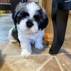 Purebred male Shih Tzu puppy
