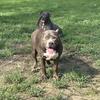 Americanbully XXL Puppies 