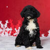 Denver - Portuguese Water Dog for Sale
