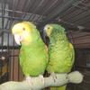 Amazon Parrots  DWH SOLD, BLUE FRONT AVAILABLE 