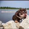 ABR REGISTERED SUPER EXOTIC BULLY CHOCOLATE TRI STUD Direct $Byrd Muney$ son