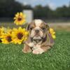 English Bulldog