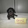 ADORABLE Cavapoo puppies.  Born 3/13