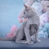 HYPOALLERGENIC!!!Elite Russian Blue kitten, female. In excellent breed type.