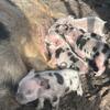 Pigs Micro mini/Kune Kune