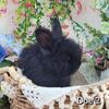 English Angora Doe