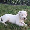 Dogo Argentino Puppies (AKC & UKC Registered, Top Bloodlines- Guardians/Hunters/Family Dogs)