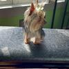 Yorkie Male
