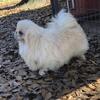 AKC Pekingese 