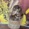 Longhair Dachshund Doxie AKC CKC for stud Chocolate and Cream 