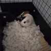 Guinea pigs 2 females bonded