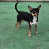 AKC 2 yr old Male Chihuahua, sweet & outgoing, healthy 