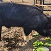 Berkshire pig