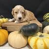 Goldendoodle Puppies 