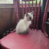 Beautiful boy Ragamuffin kitten