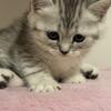 Scottish Fold
