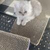 Persian kittens for sale 
