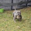 American Bully Stud 2 