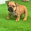 AKC male French Bulldog