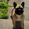 Female frenchie 