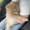 Pomeranian Dog For rehoming